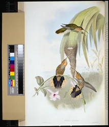 Zaagbek (grypus naevius)