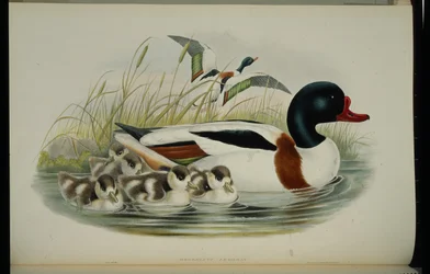 Bergeend (Tadorna Vulpanser)