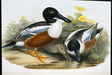 Slobeenden (Spatula Clypeata)