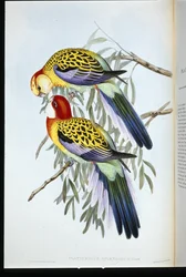 Prachtparkiet (palatycercus Splendidus)