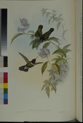 Zonengel (Heliangelus Clarisse)