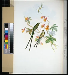 Treindrager (lesbia eucharis)