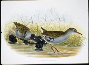 Waterral (Rallus Aquaticus)