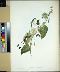 Witlaars-racketstaart (spathura Underwoodi)