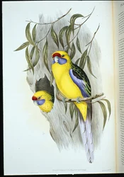 Geelbuikparkiet (platycercus flaviventris)