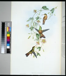 Yucatan Amazili (amazilia yucatanensis)