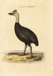 Zuidelijke kasuaris, Casuarius casuarius