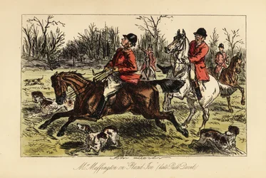 Engelse jager gesleept in het midden van de honden door zijn koppige paard