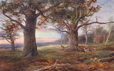 Aan de rand van Sherwood Forest