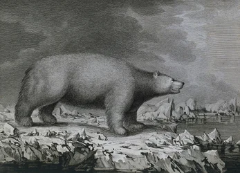 IJsbeer, gravure door Peter Mazel naar tekening van John Webber gemaakt tijdens de derde reis van James Cook