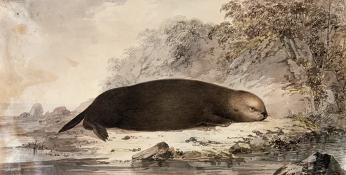 Zeeotter, gravure naar tekening van John Webber gemaakt tijdens de derde reis van James Cook