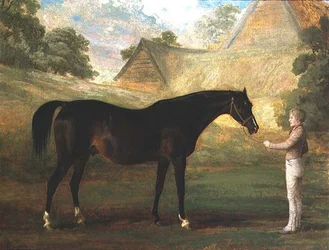 Vingerhoedskruid, een Volbloed Bruin Paard