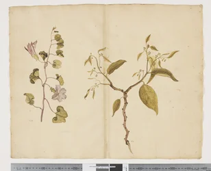 F.13 Ipomea Pes, caprae; Celtis paniculata, c.1790-95