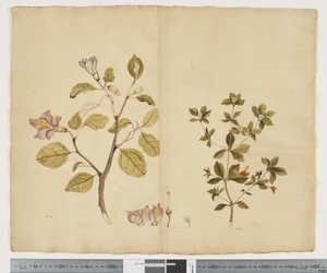 F.15 Lagunaria Patersonia; Alyxia gynopogon, c.1790-95
