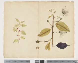 Tetragonia implexicoma; Caparis nobilis 