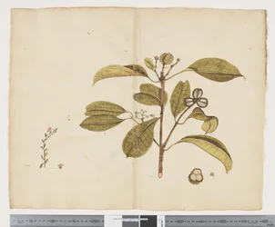 F.19 Samolus repens; Baloghia lucida, ca. 1790-95