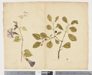 F.24 Ipomoea congesta; Elaeodendron curtipendulum, c.1790-95