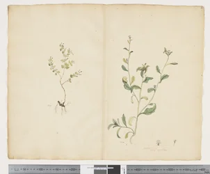 F.25 Euphorbia sparrmannii; Lobelia alata, c.1790-95