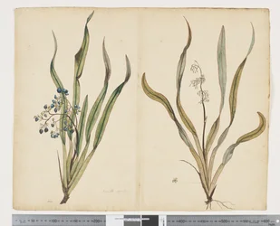F.29 Dianella intermedia, c.1790-95
