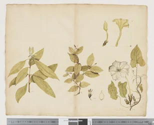 F.6 Wickstroemia Australis; Ipomea, c.1790-95