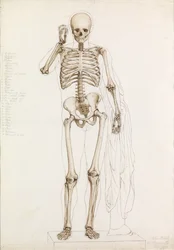 Anatomische studie: het menselijk skelet, in contrapposto, 1870