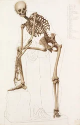 Anatomische Studie: het Menselijk Skelet, in de Pose van Praxiteles