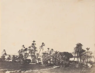 Studie van palmbomen, oevers van de Nijl, Kalabschi, 1853-54