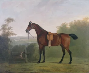 Een Bruine Jager in een Landschap