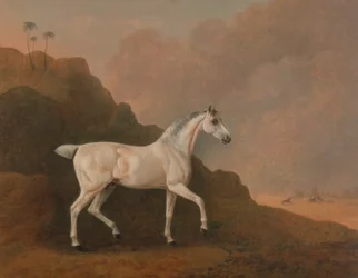 Een Grijze Arabische Hengst in een Woestijnlandschap