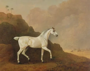 Een grijze Arabische hengst in een woestijnlandschap