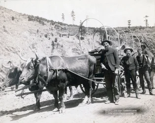 Goudkoorts in South Dakota