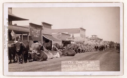 Ossenwagens in Sturgis, D.T., pub.1887 - 1892 (foto)