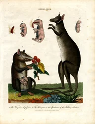 Didelphis (Buideldieren)