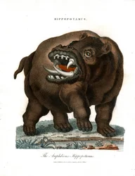 Nijlpaard