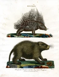 Hystrix (Stekelvarkens)