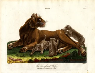 Leeuwin en welpen (Felis;Plaat II)