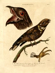 Nachtzwaluw (Caprimulgus)