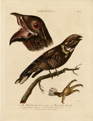 Nachtzwaluwen (Caprimulgus)