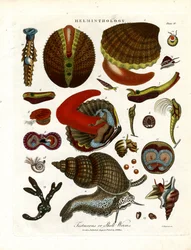 Testaceeën of schelpwormen