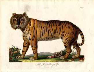 De Koninklijke Bengaalse tijger (Felis Tigris)