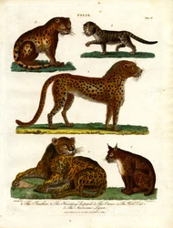 Wilde katten van het geslacht Felis (Plaat IV)