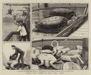 Thuisbrengen van schildpadden aan boord van HMS Jumna