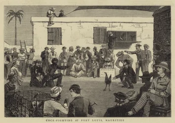 Hanenvechten in Port Louis, Mauritius