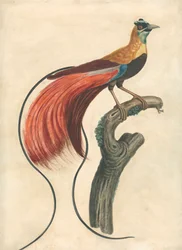 Roodgepluimde paradijsvogel (Paradisea Apoda Raggiana), Zuidoost-Nieuw-Guinea