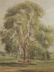 De boom