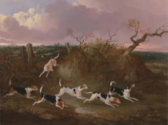 Beagles in Volle Jacht