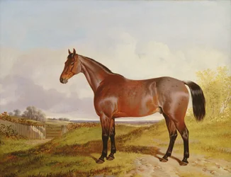 Studie van een bruin jachtpaard in een landschap, 1854