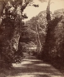 Het bovenmeer, bossen in de Penllergare-vallei, ca. 1852 (foto)