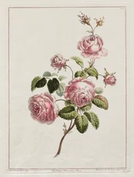Een Collectie Bloemen Getekend naar de Natuur - Kool Provincie Roos