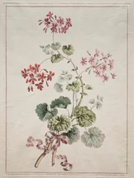 Een verzameling bloemen getekend naar de natuur: Nr. 6 - Scharlaken en bonte geranium